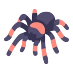 Spider illustration for spider control