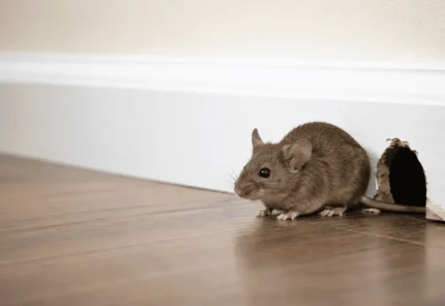 Mouse near a small hole in a wall inside a home
