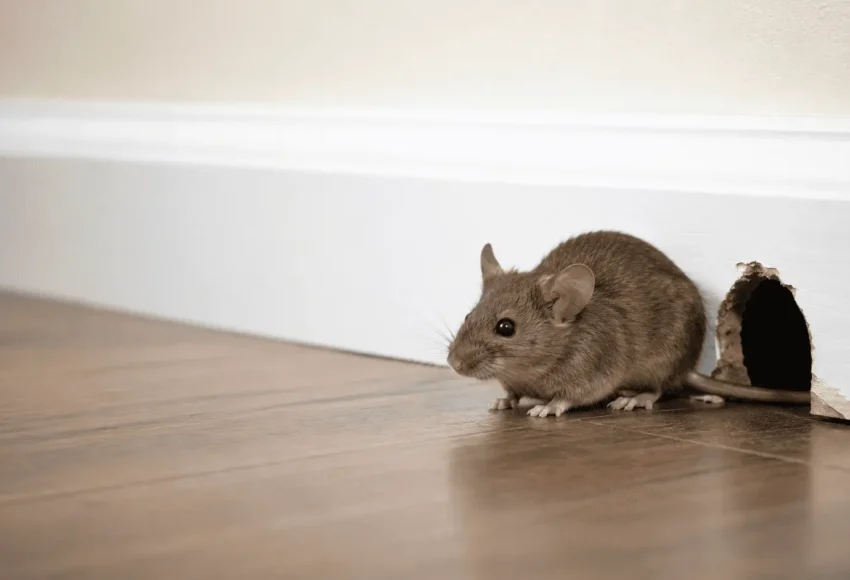 Mouse near a small hole in a wall inside a home