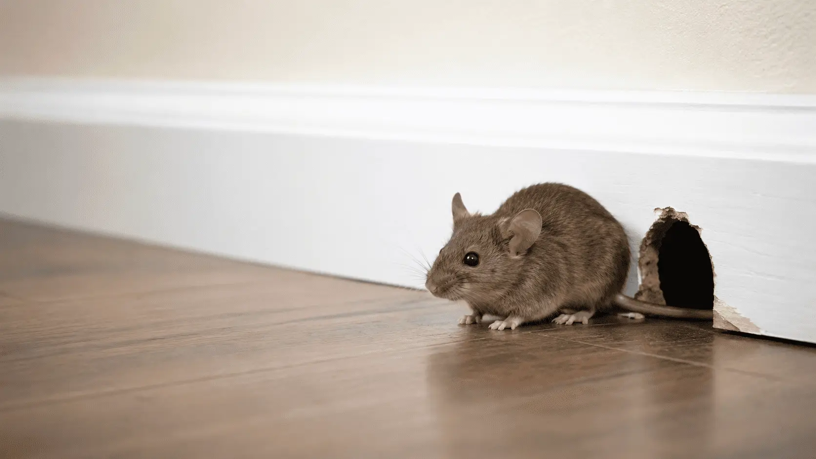 Signs You Have Mice (and What to Do About It)