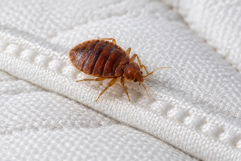 Bed bug on a mattress seam