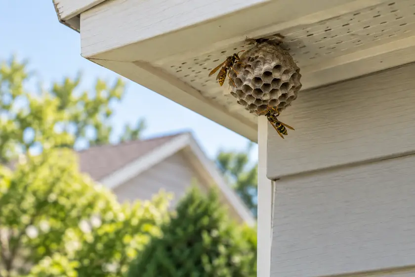 Wasp nest beneath a house eave